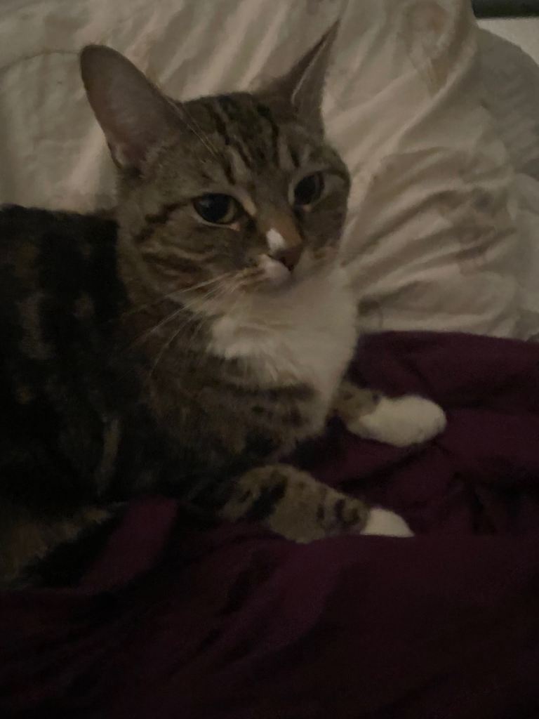 Pet sitting services! 