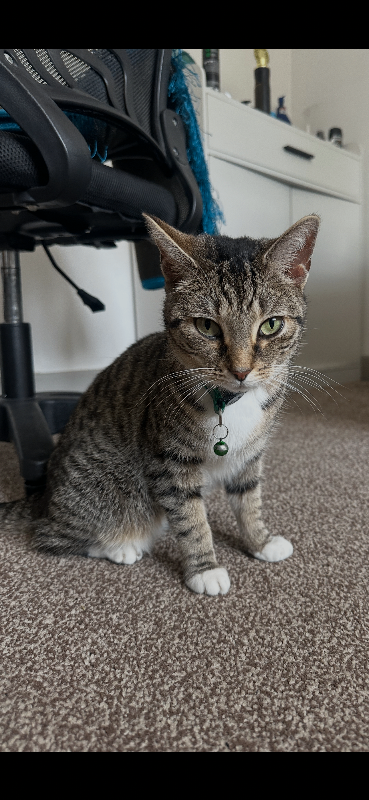 Cat for sale