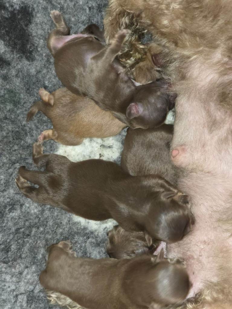 Shih Tzu puppies