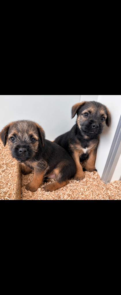 Adorable Border Terrier Puppies Looking for Their Forever Homes
