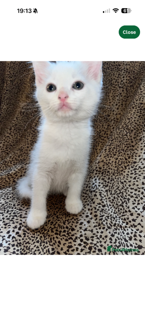Beautiful Turkish Angora Kitten - last boy left