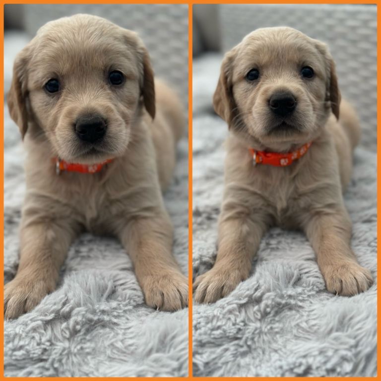 * Beautiful KC Golden retriever puppies*