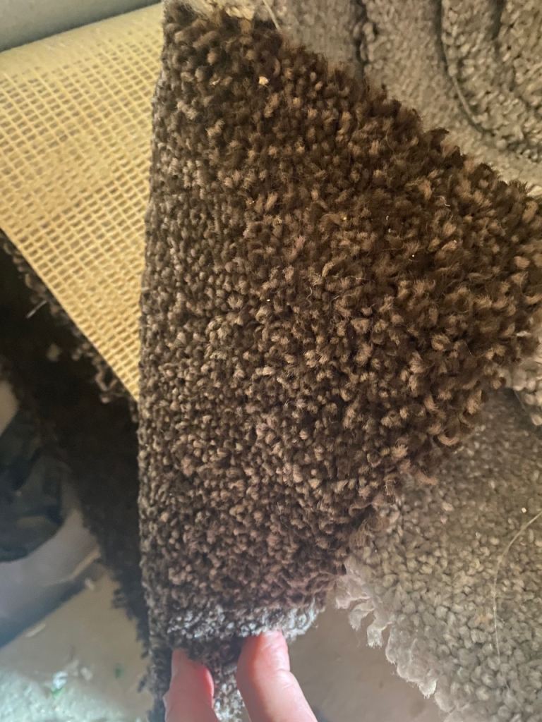 Chocolate brown carpet remnant 2.70x5m