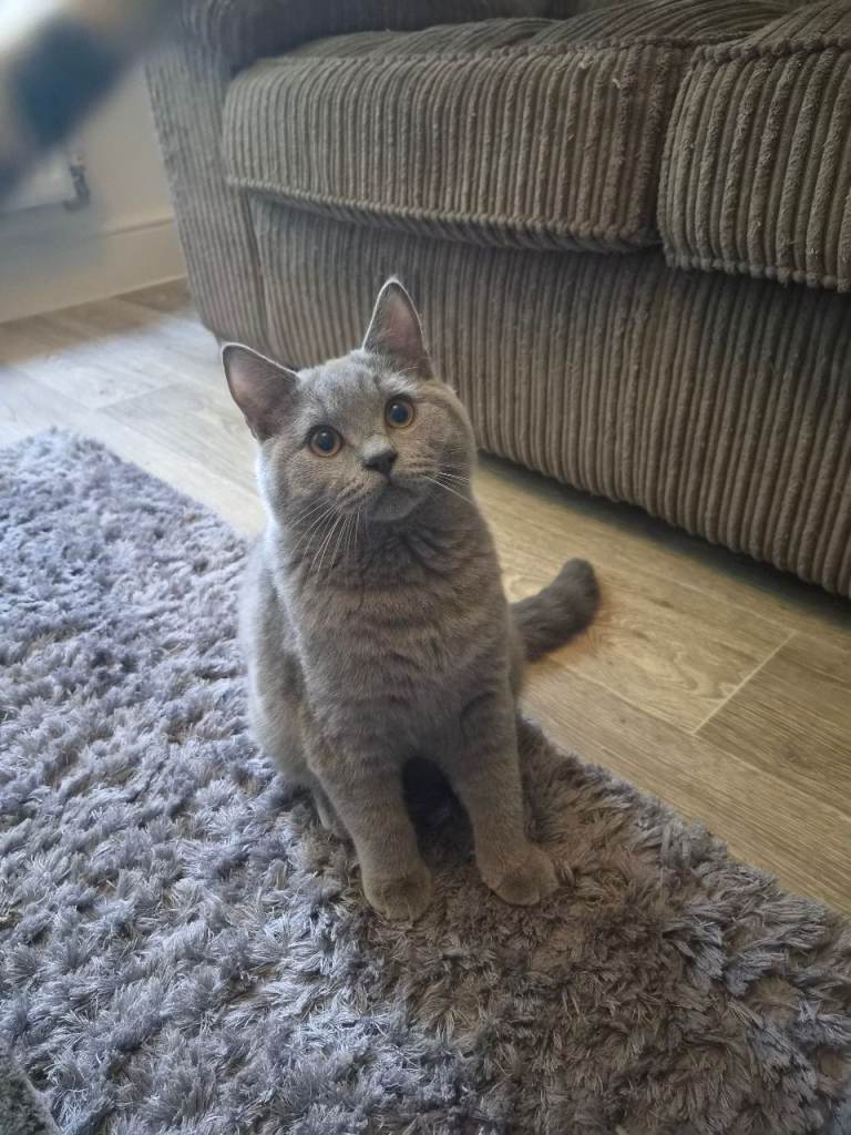 British shorthair kittens with papers