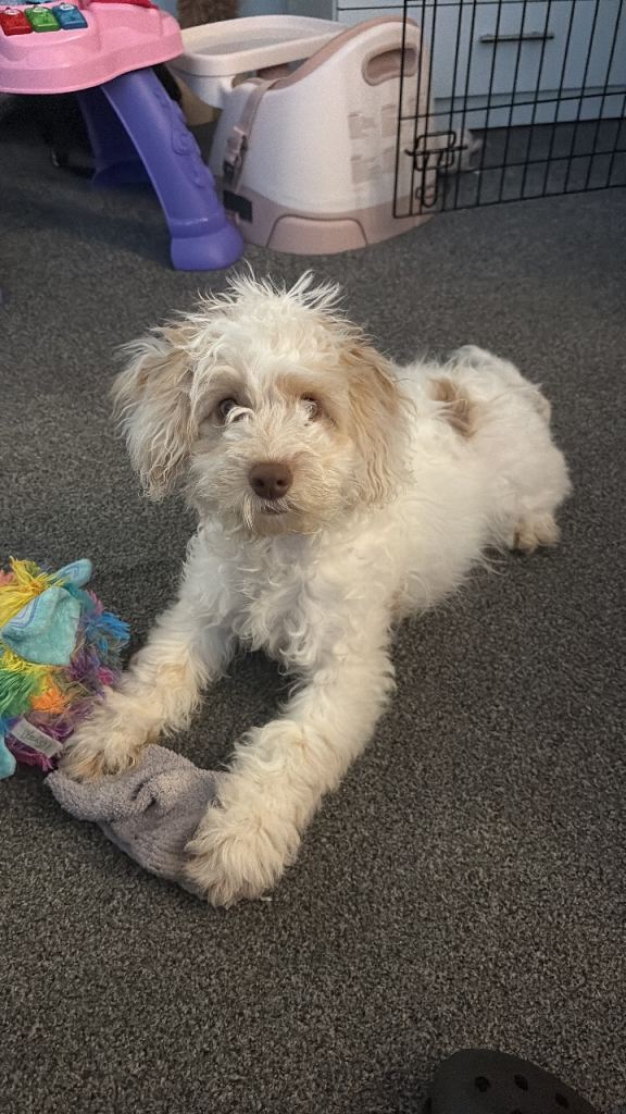 4 month old springerpoo