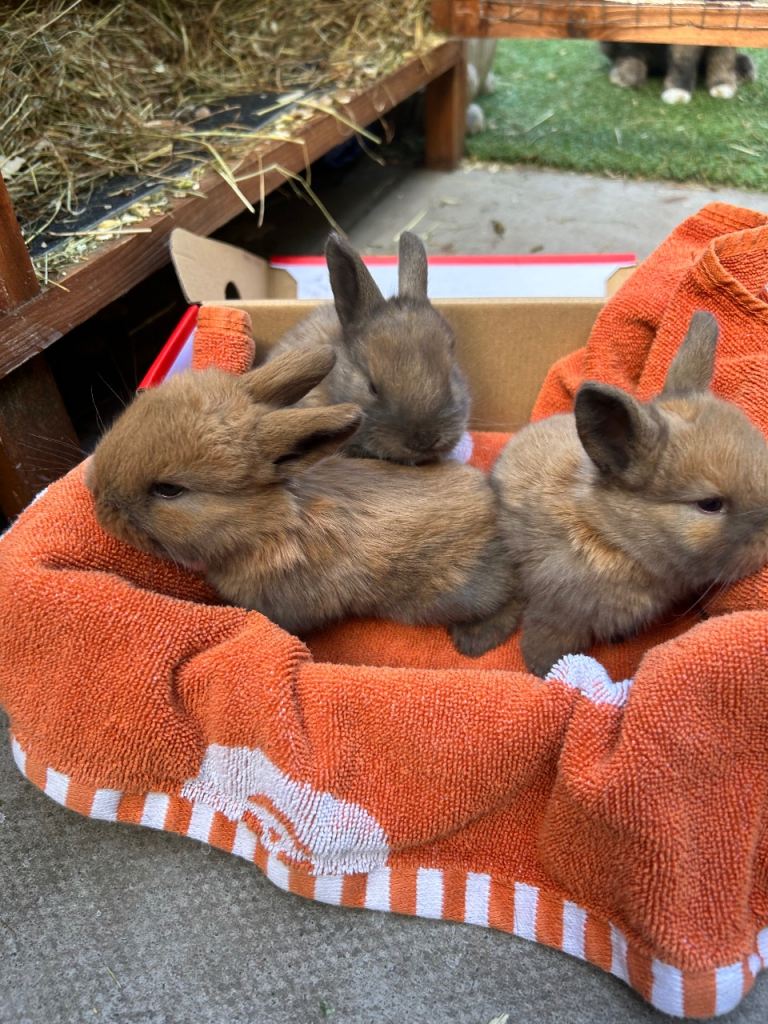 BEAUTIFUL MINI LOPS  READY 22nd NOVEMBER 