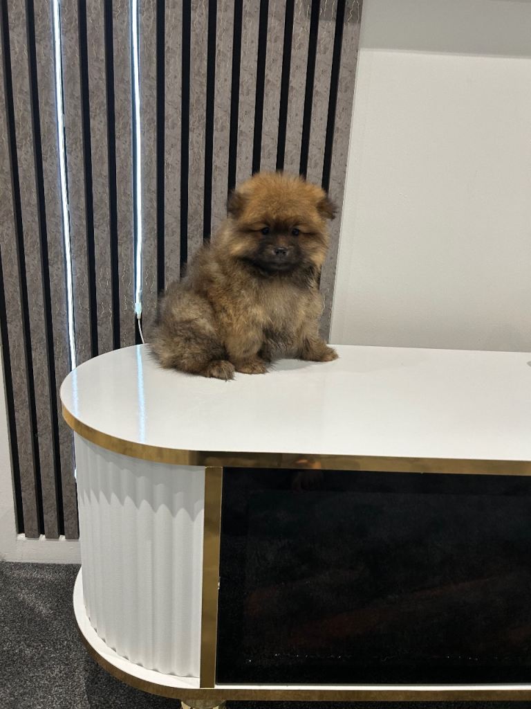 3 Pomeranian girls and 2 Pomeranian boys 