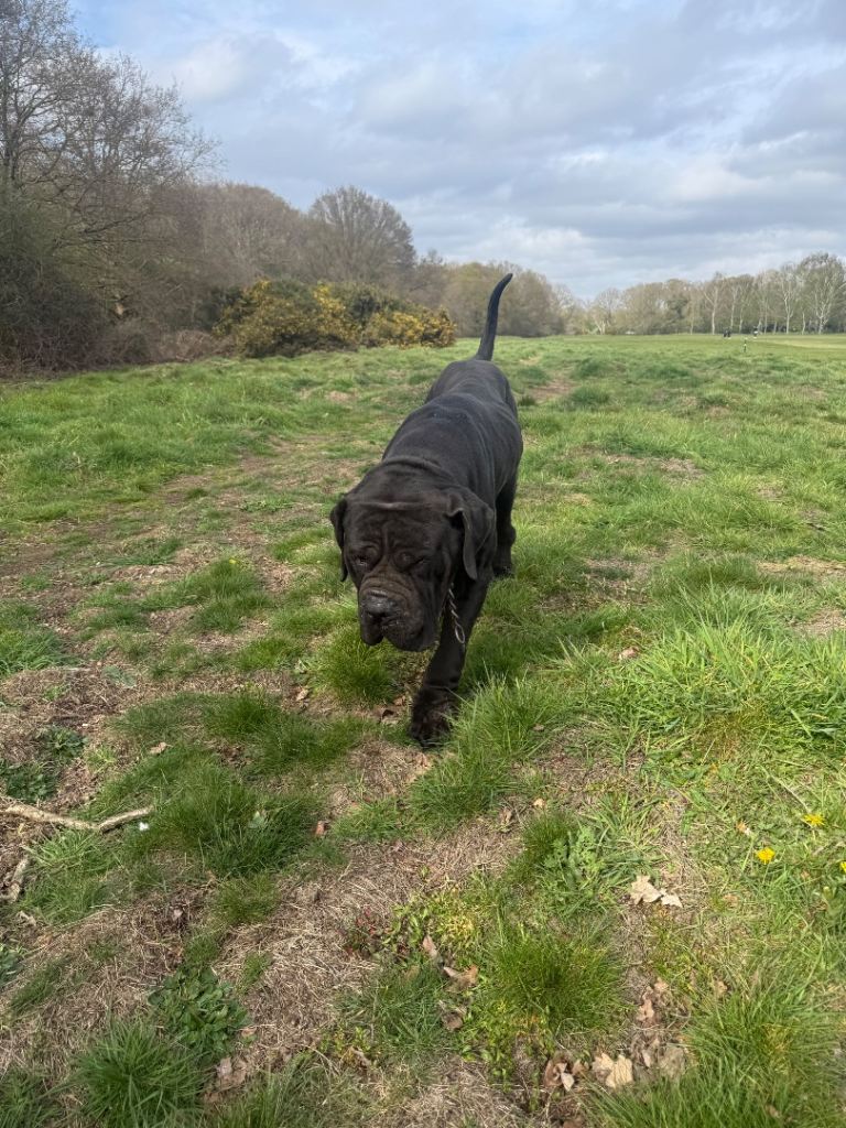 Black Cane Corso 
