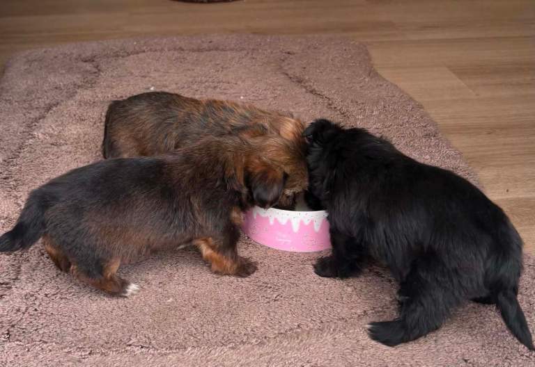 Yourkie/shih tzu puppys 