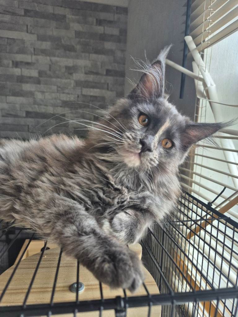 Maine coon (SOLD)