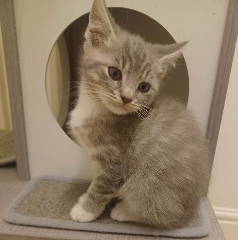 ADORABLE KITTENS FOR SALE. SUPER PLAYFUL AND LITTER TRAY AND CAT FLAP TRAINED. READY IN A FEW DAYS.
