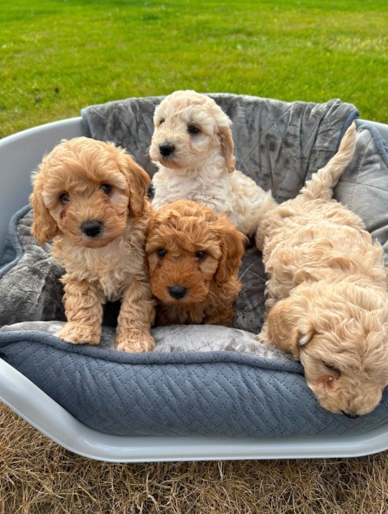 F1 Cockapoo pups
