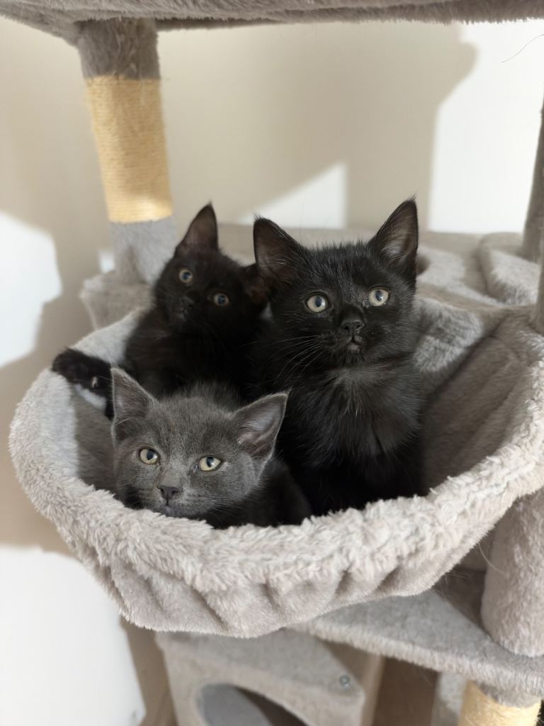 Ragdoll x British shorthair kittens 
