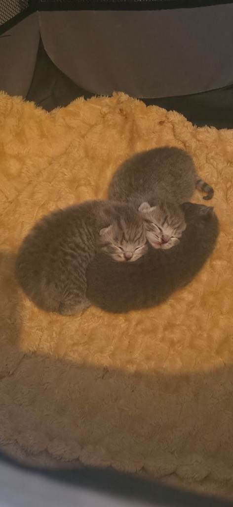 2 silver taby cross british short hair kittens