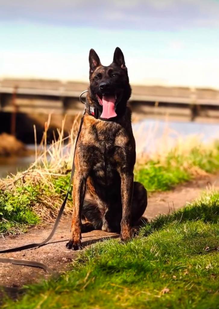 16-Week-Old Dutch Herder Male Puppy 🐾