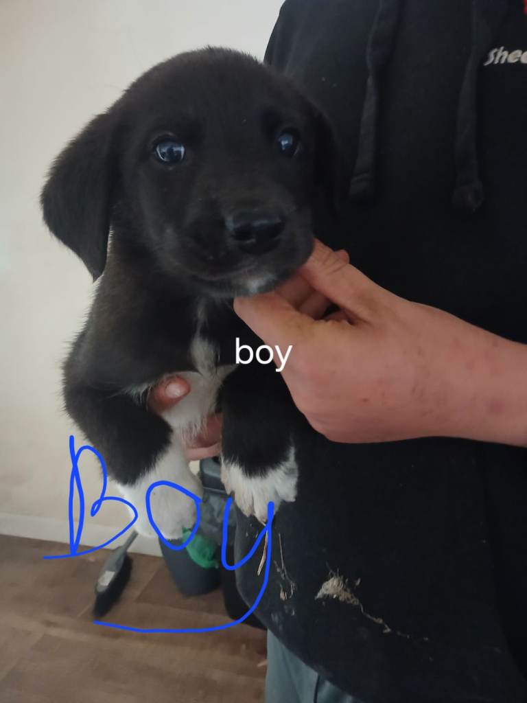 lovely Lab x collies