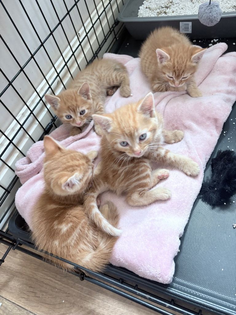 2 gorgeous ginger kittens  