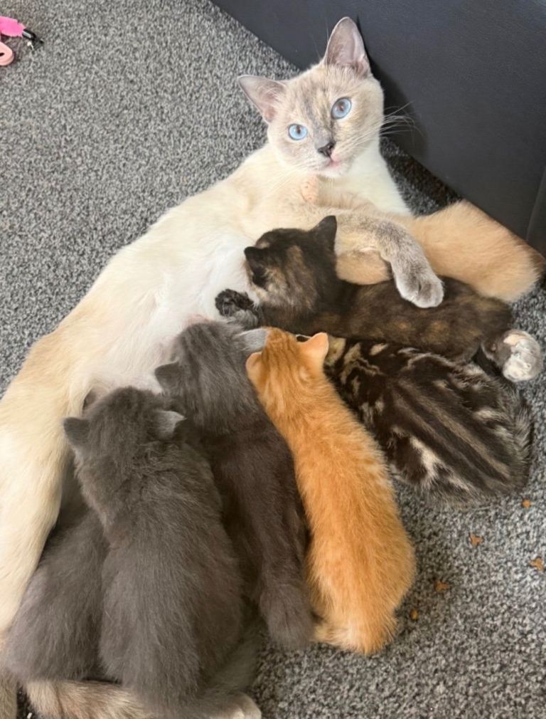 7 Stunning Ragdollx Kittens 