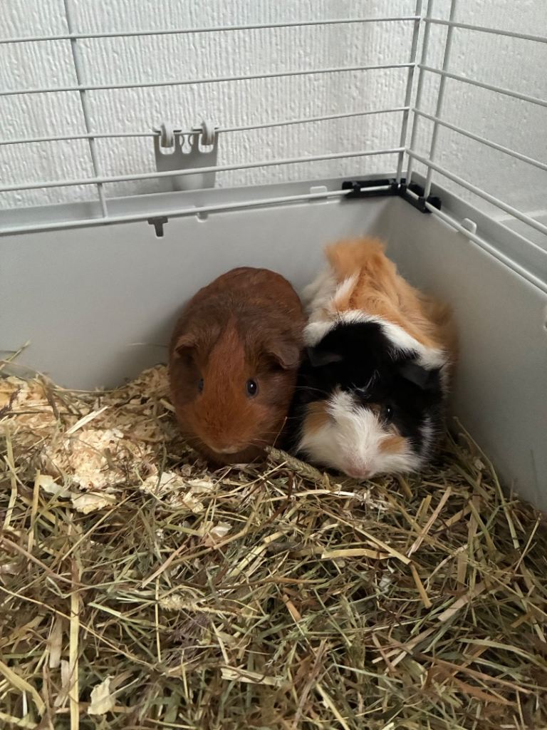 2 male guinea pigs 