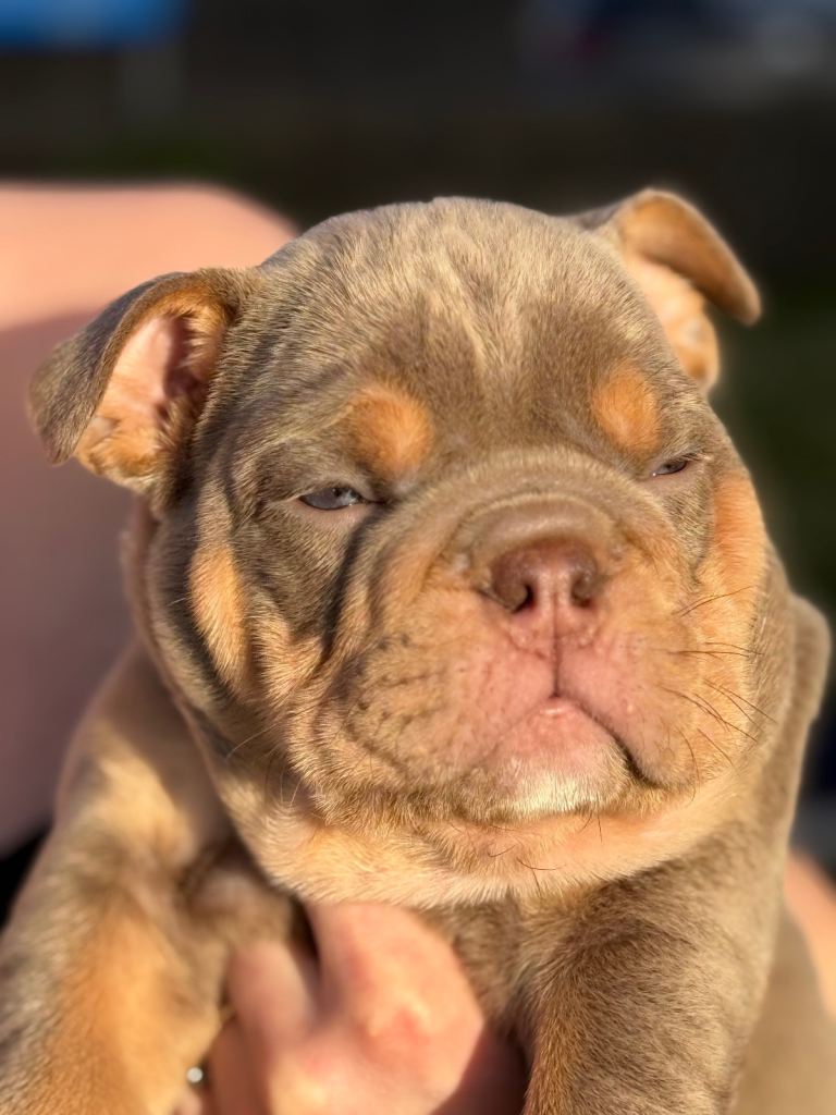 Kc English bulldogs