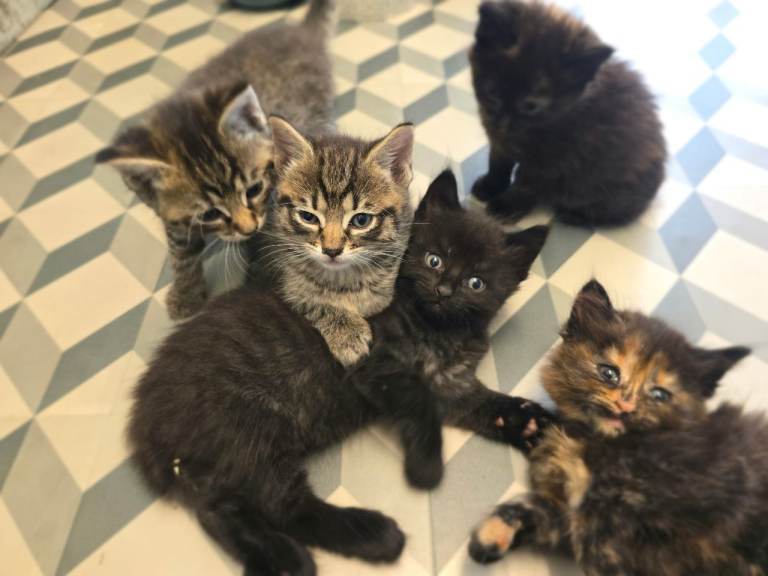 5 beautiful  fluffy kittens  are looking for a new  home.