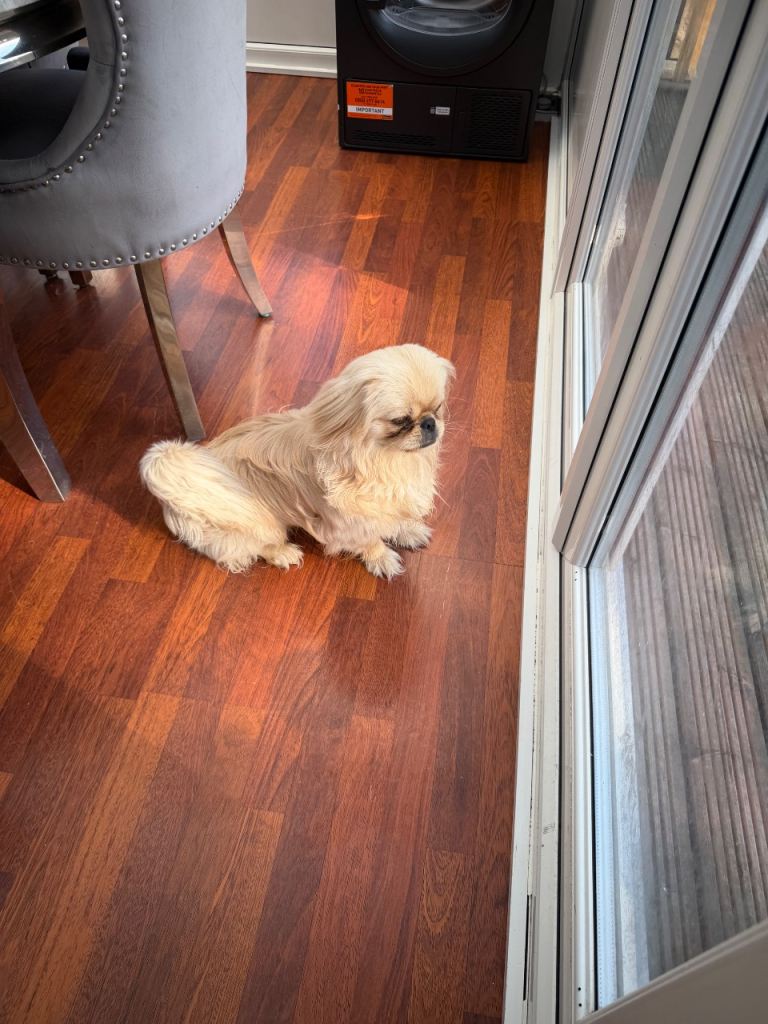 Pekingese male 