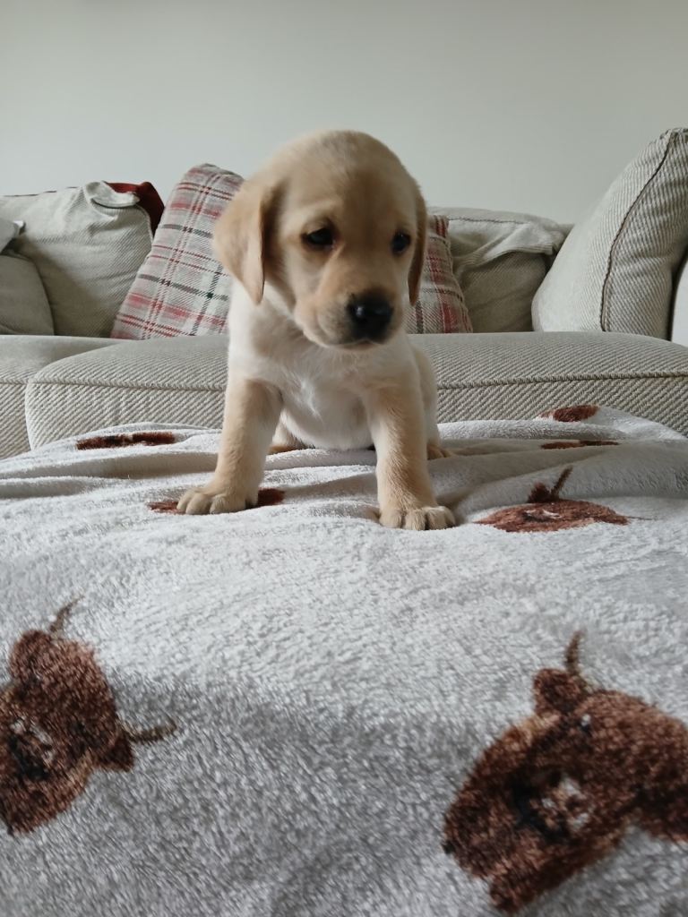 3 KC registered Labrador Puppies