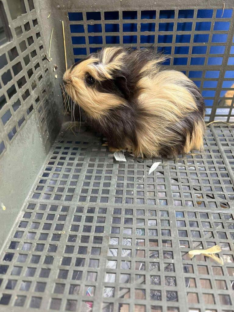 4 x Guinea pigs plus cage