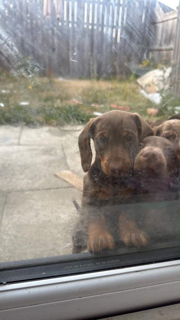 Ready to leave mini dachsunds 