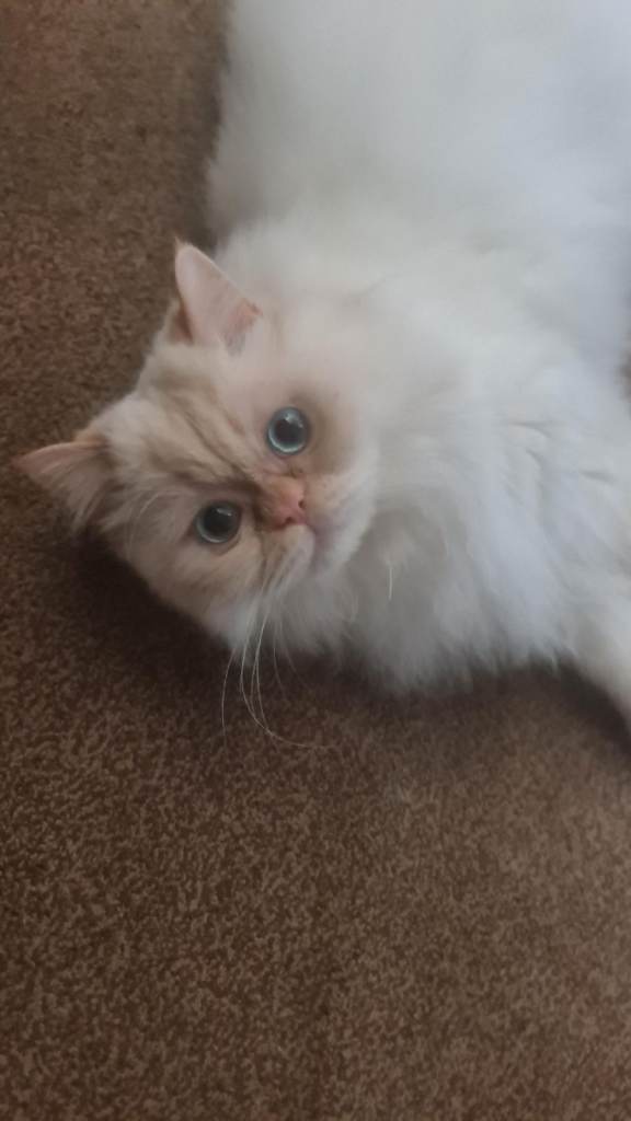 Persian Male Cat for Sale