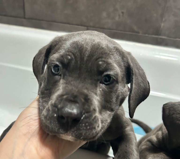 Cane corso puppies 