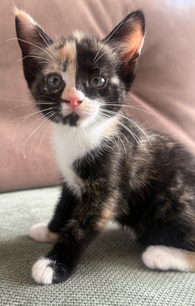 Kittens for sale. 