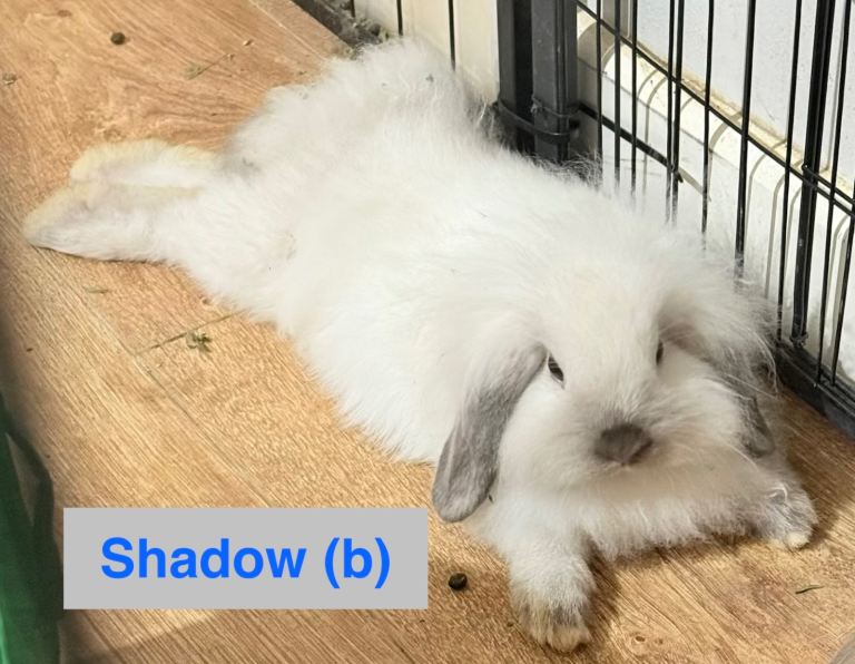 Double Maned Lionhead Babies 