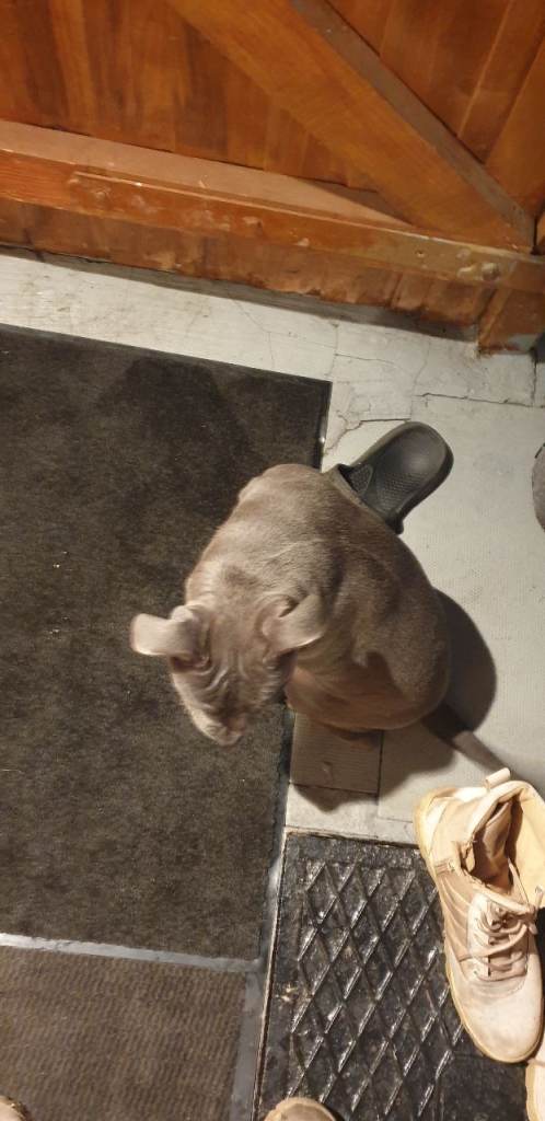 Blue Staffordshire bull terrier 