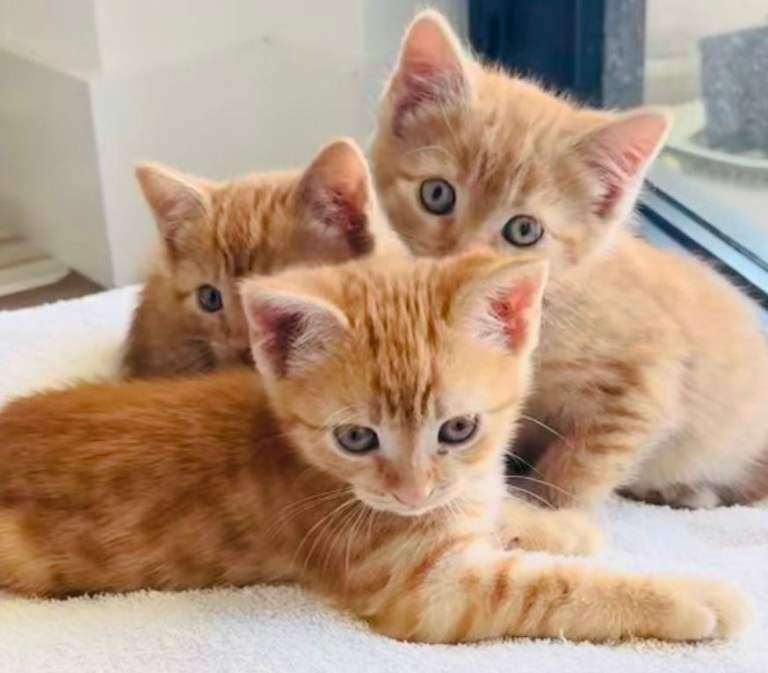 Extremely gorgeous Ginger Bengal Ragdoll kittens ready for loving new homes