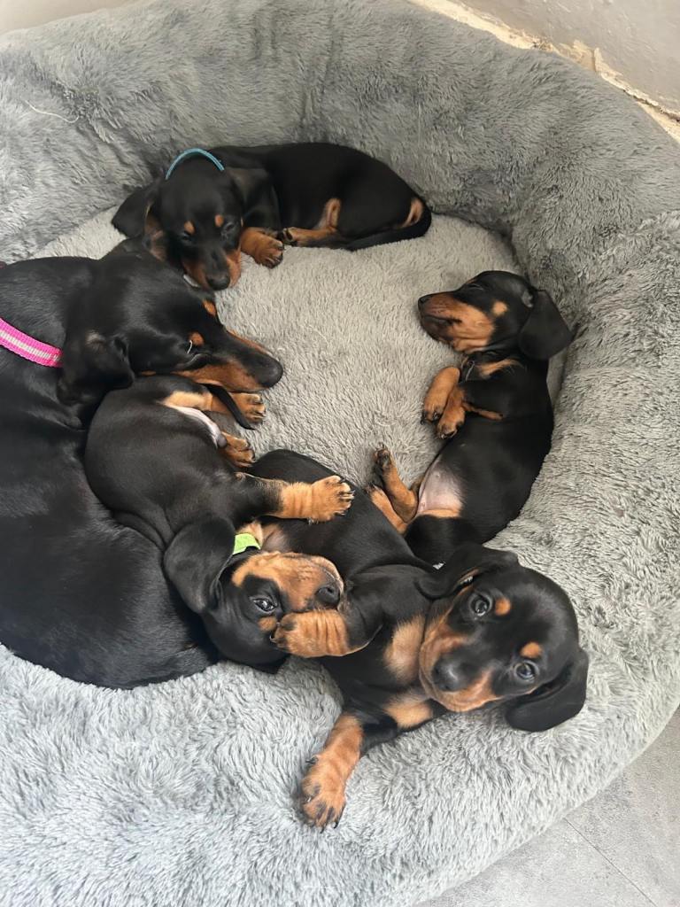 KC Miniature Dachshunds