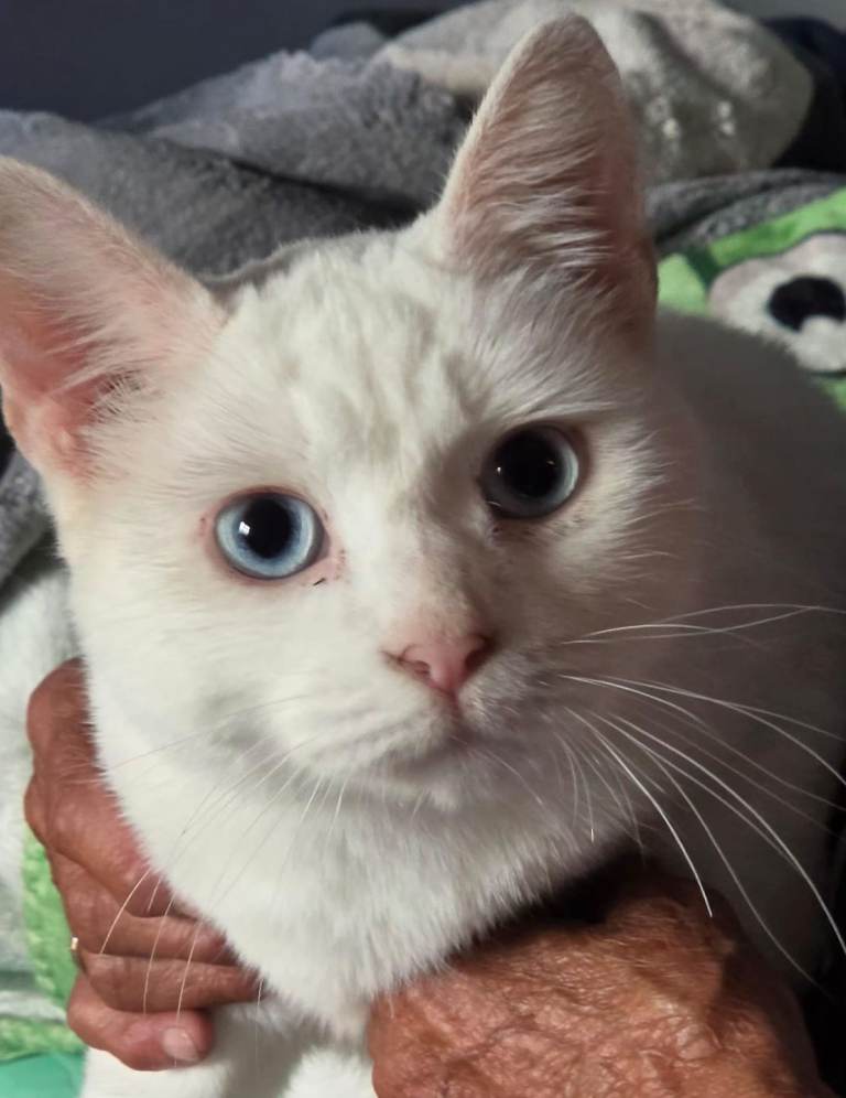 Beautiful ragdoll x cat 2 years old please read 