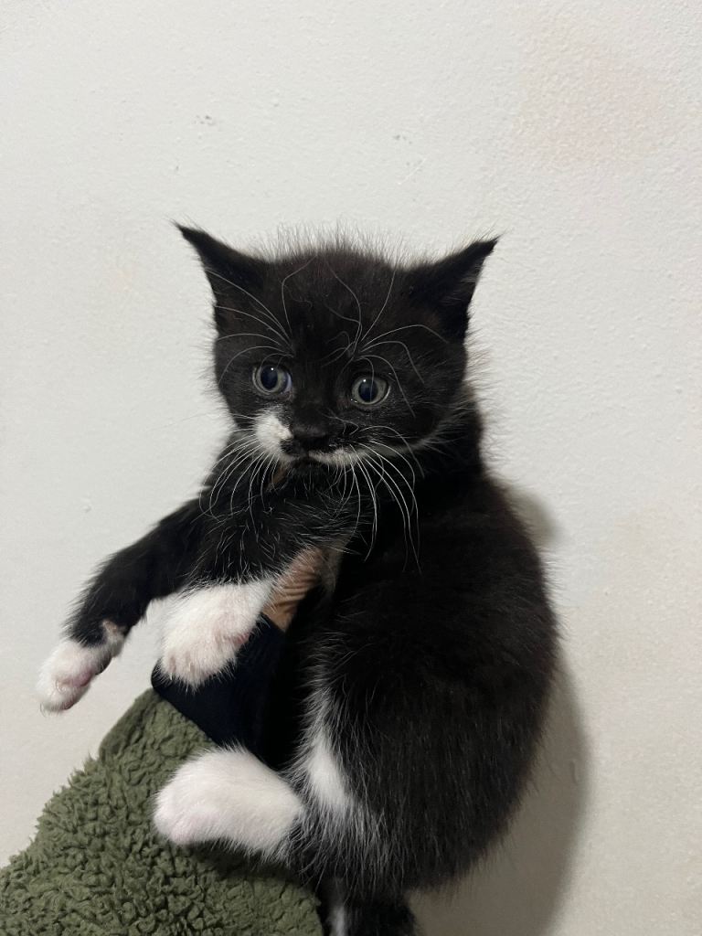 Cute black and white boy kitten