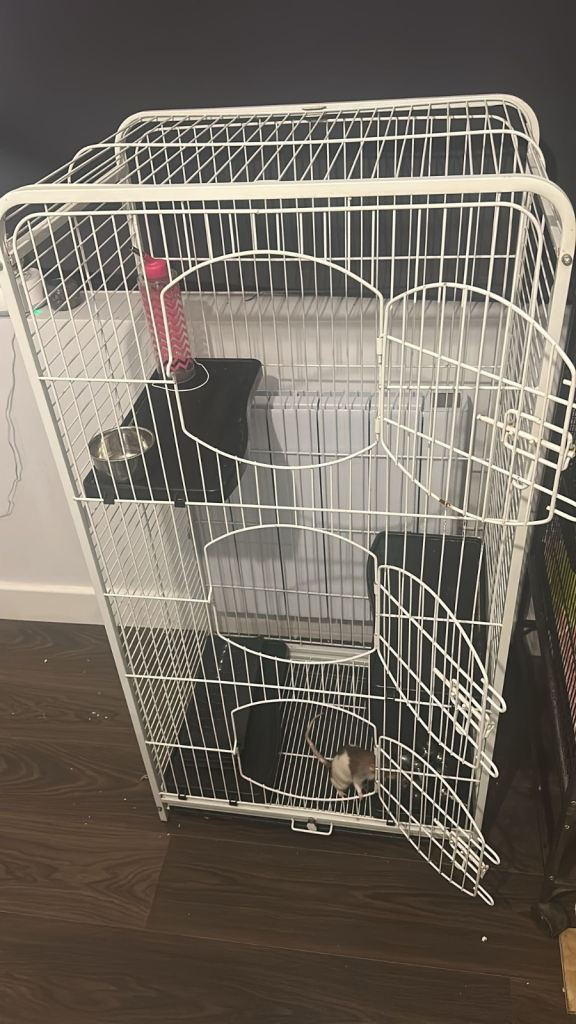 Rat cage