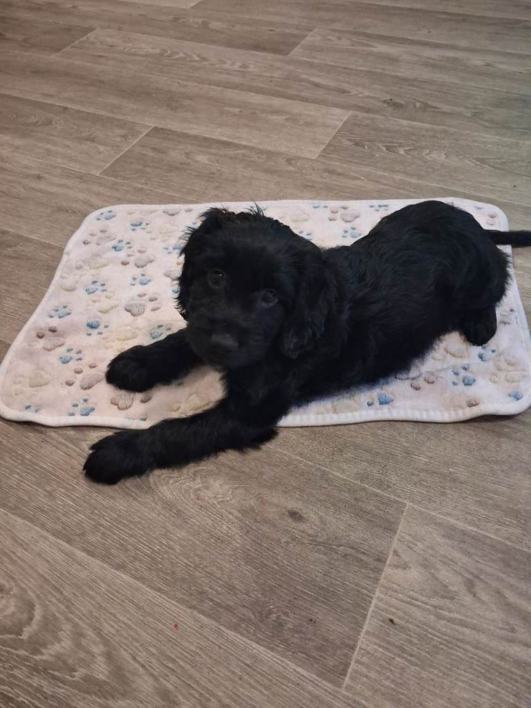 Beautiful puppy looking for a forever home 