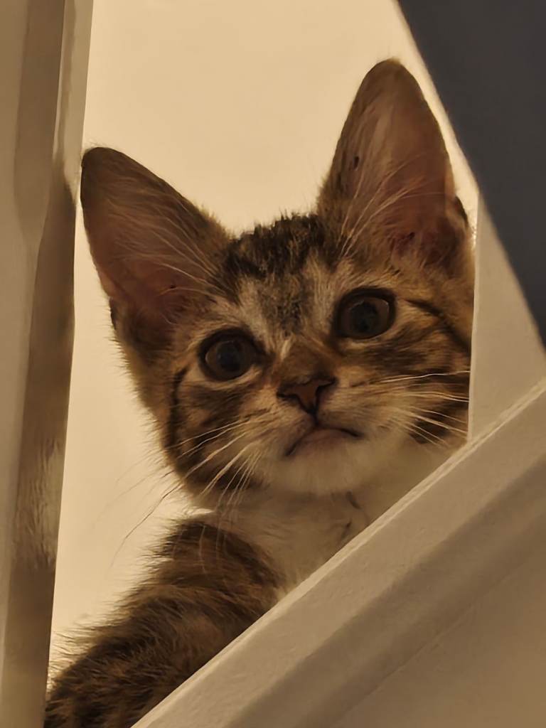 Beautiful baby boy, 8 Weeks old in Oldham