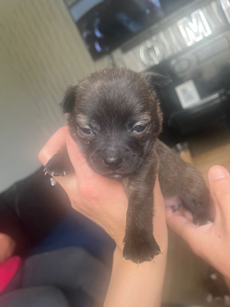 Puppy’s 