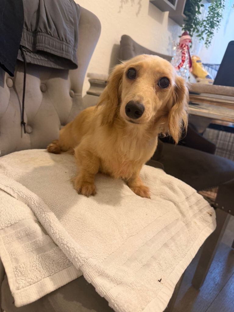 Miniature cream dachshund long haired