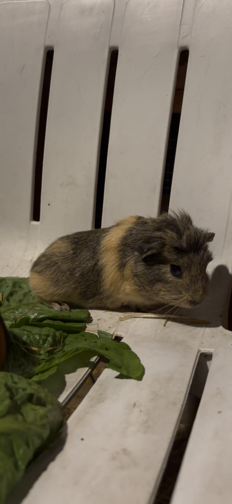 Baby guinea pigs for sale 