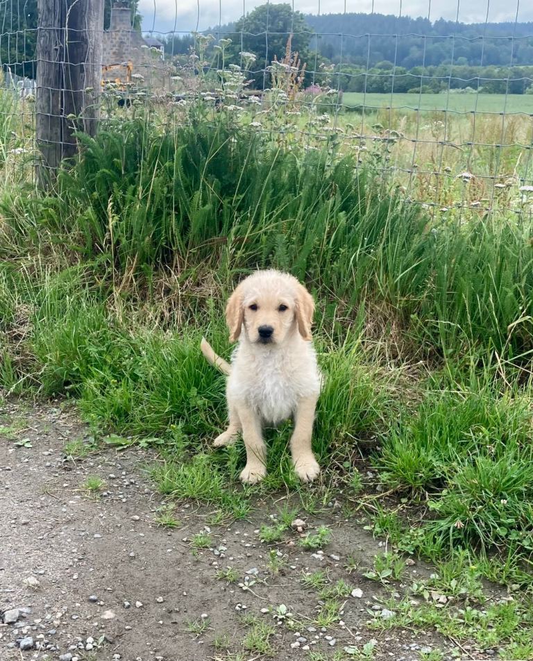 Labradoodle pup