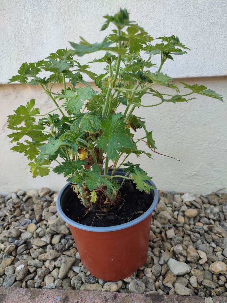 Geranium plant 