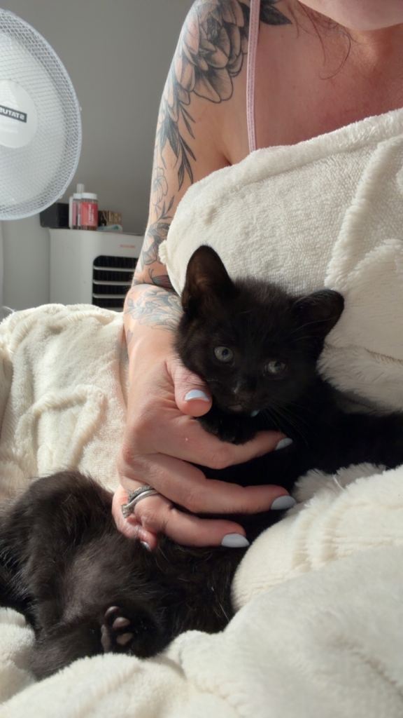 Kittens for sale 