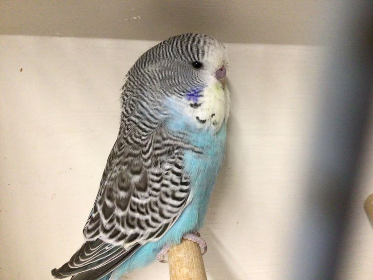Budgies