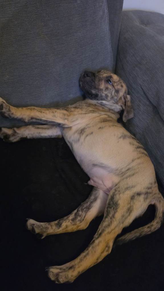 Bandog puppy 7 weeks old last of the liter 