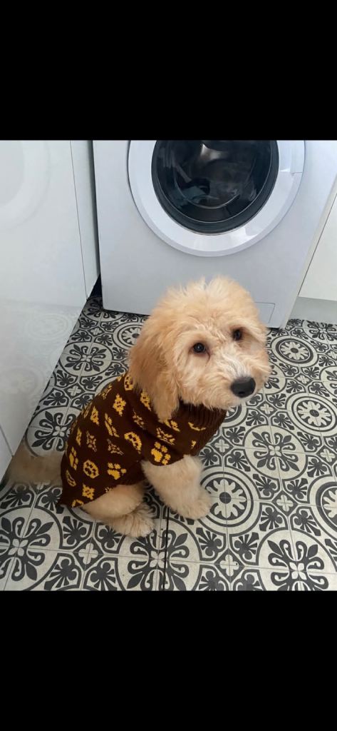 Cavapoo 6 months old 